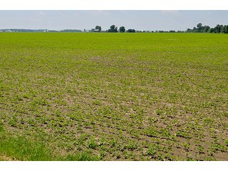 Property photo 56 - LAND AUCTION - 700+/- ACRES OFFERED IN 16 TRACTS IN ALLEN COUNTY, INDIANA